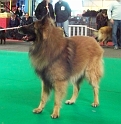 n°81 Clovis du brudour 5309
